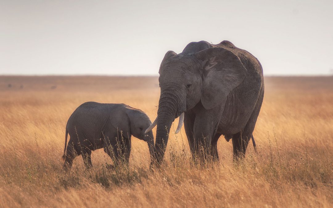 How Orphaned Giants Become Determined Protectors