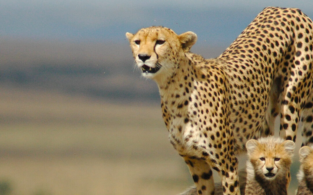 How Cheetahs Outpace the Competition in the Wild